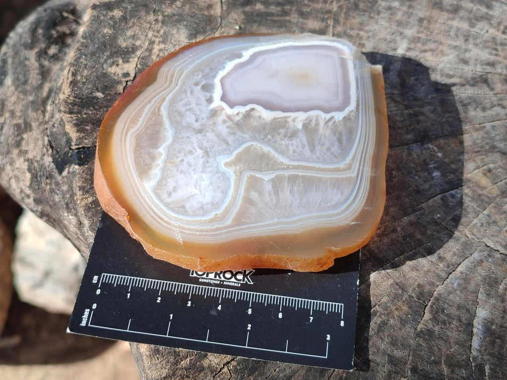 Polished Banded Agate Slices with Natural Edging x 12 From Madagascar - Toprock Gemstones and Minerals 