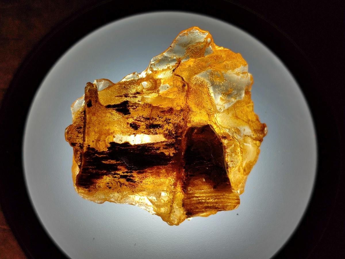 Natural Copal Amber Specimens with Inclusions x 24 From Lemur Island, Madagascar - Toprock Gemstones and Minerals 