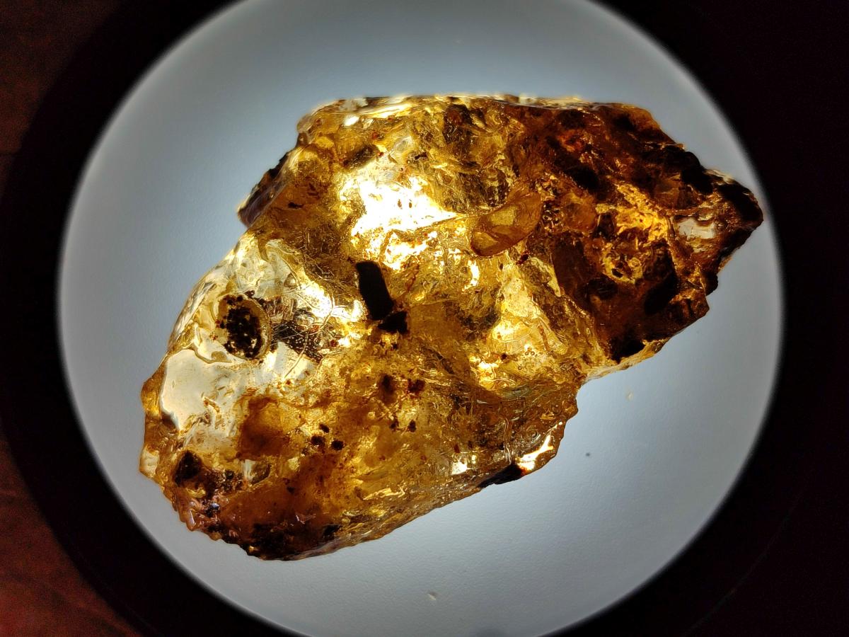 Natural Copal Amber Specimens with Inclusions x 24 From Lemur Island, Madagascar - Toprock Gemstones and Minerals 