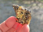 Natural Copal Amber Specimens with Inclusions x 24 From Lemur Island, Madagascar - Toprock Gemstones and Minerals 