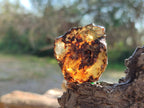 Natural Copal Amber Specimens with Inclusions x 24 From Lemur Island, Madagascar - Toprock Gemstones and Minerals 