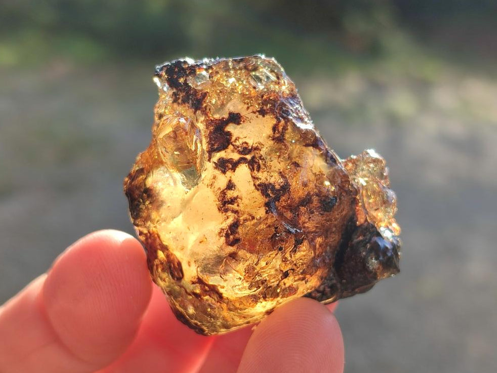 Natural Copal Amber Specimens with Inclusions x 24 From Lemur Island, Madagascar - Toprock Gemstones and Minerals 
