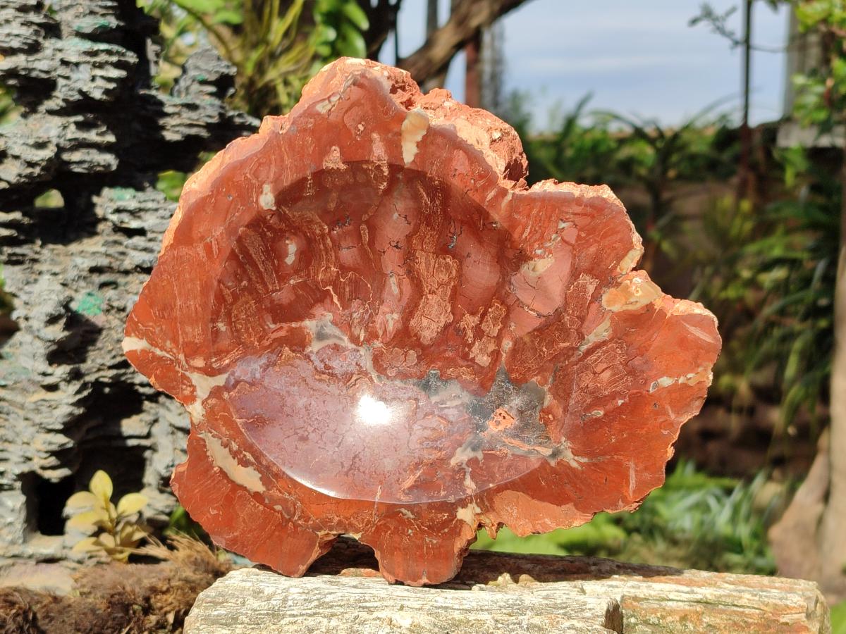 Polished Large Red Podocarpus Petrified Wood Bowl x 1 From Marovoay, Madagascar - Toprock Gemstones and Minerals 