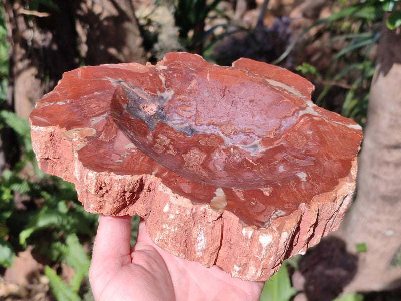 Polished Large Red Podocarpus Petrified Wood Bowl x 1 From Marovoay, Madagascar - Toprock Gemstones and Minerals 