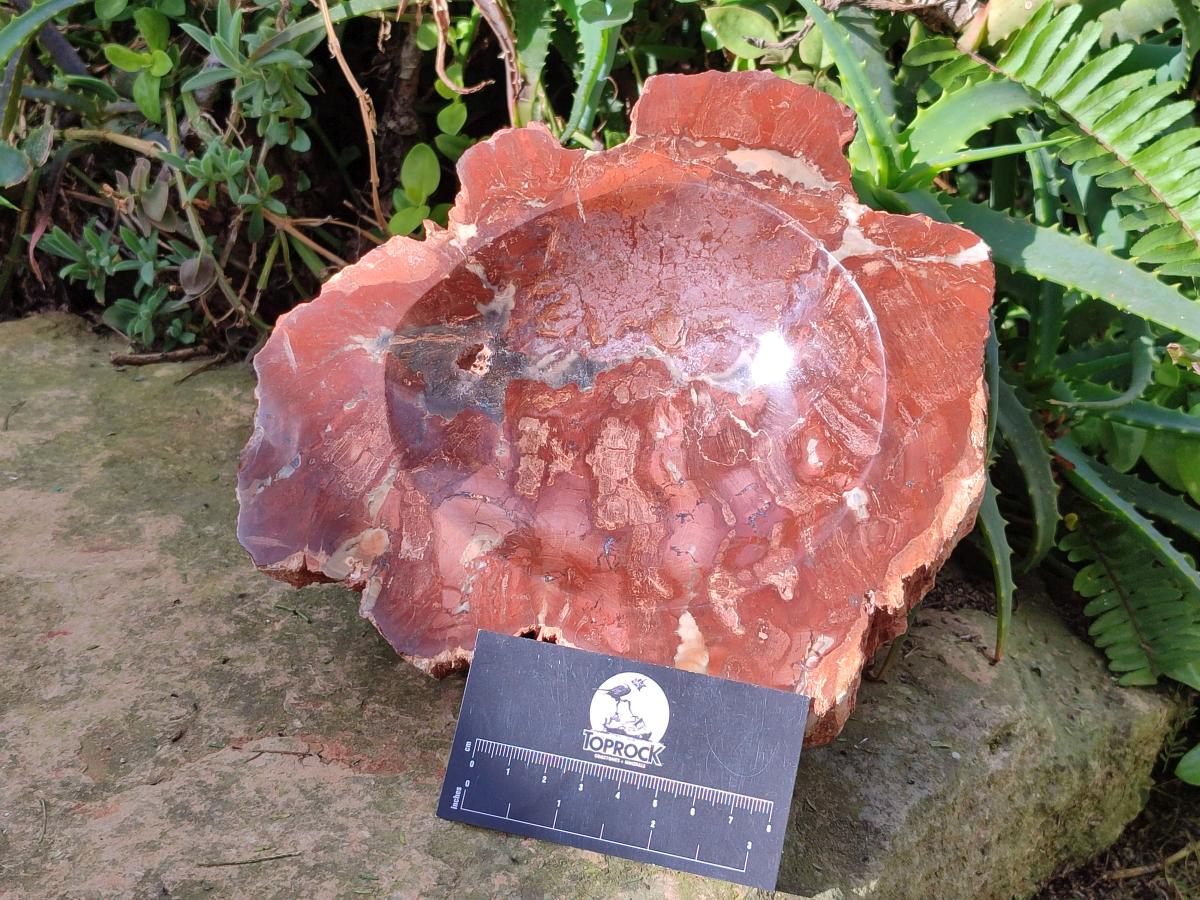 Polished Large Red Podocarpus Petrified Wood Bowl x 1 From Marovoay, Madagascar - Toprock Gemstones and Minerals 