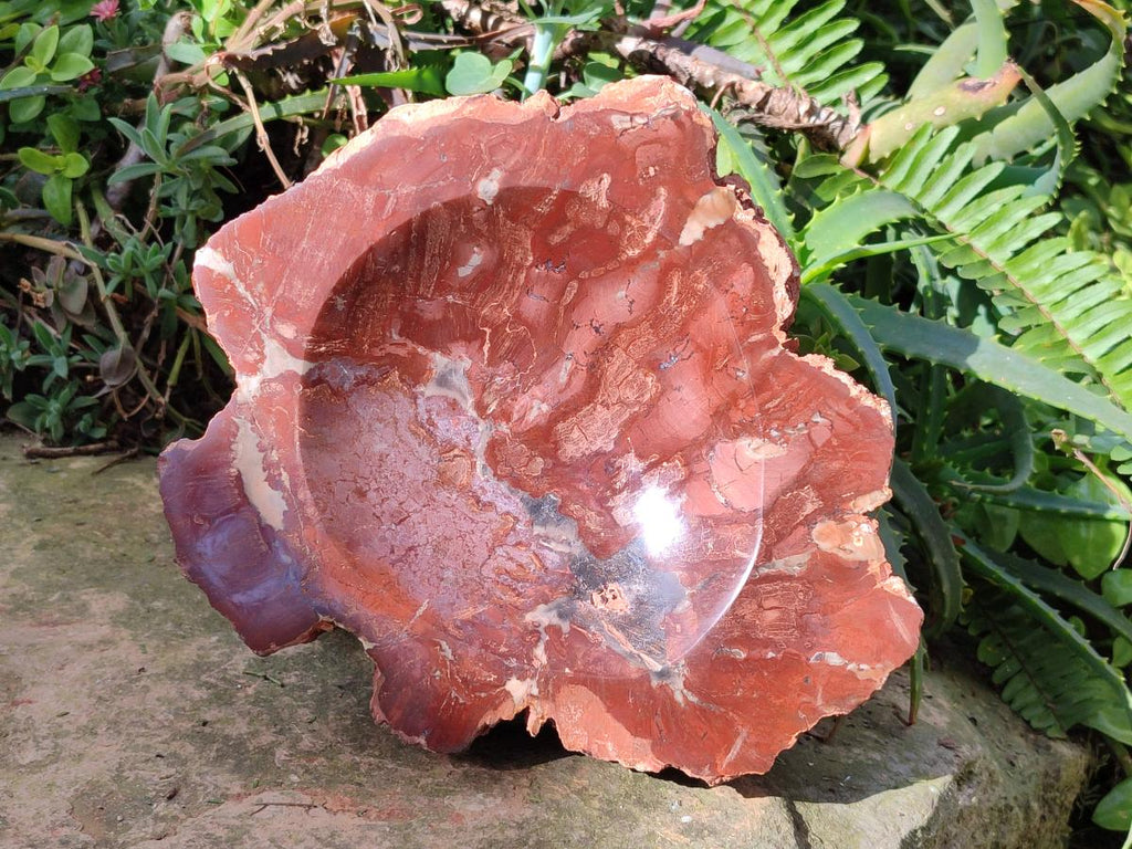 Polished Large Red Podocarpus Petrified Wood Bowl x 1 From Marovoay, Madagascar - Toprock Gemstones and Minerals 