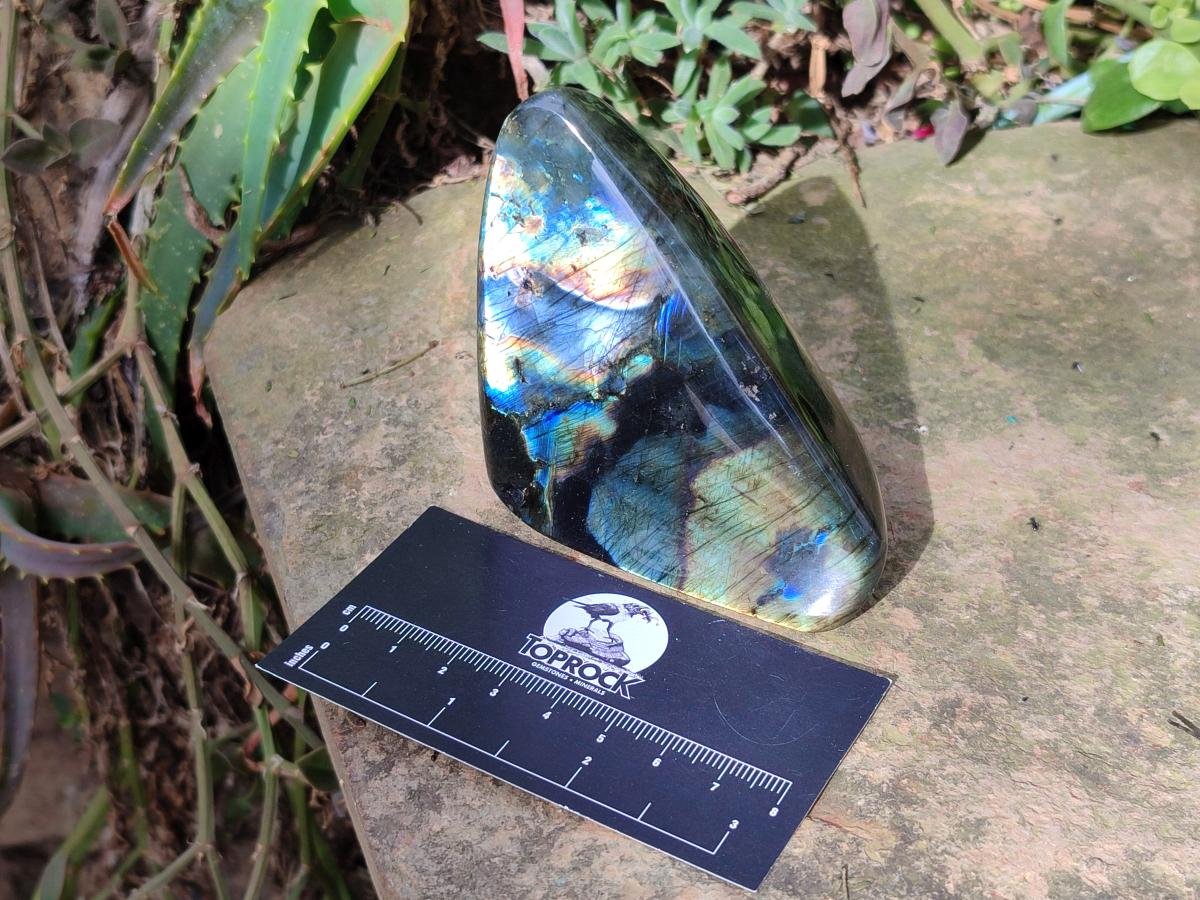 Polished Labradorite Standing Display Pieces x 6 From Madagascar - Toprock Gemstones and Minerals 