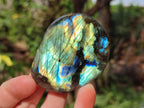 Polished Labradorite Standing Display Pieces x 6 From Madagascar - Toprock Gemstones and Minerals 