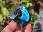 Polished Labradorite Standing Display Pieces x 6 From Madagascar - Toprock Gemstones and Minerals 