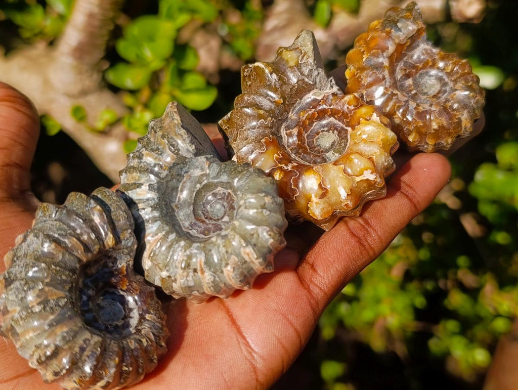 Polished Douvilleiceras Spiney Ammonite Fossils x 12 From Maintirano, Madagascar - Toprock Gemstones and Minerals 