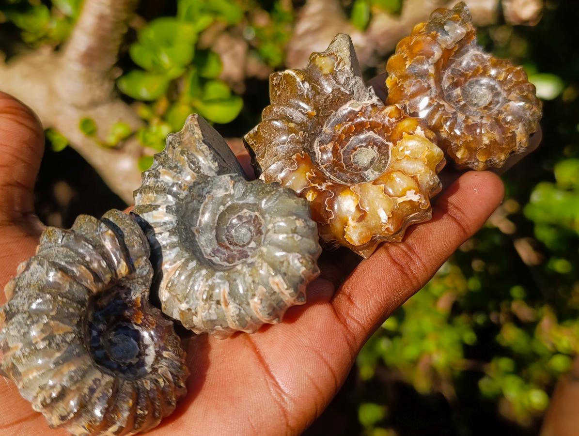 Polished Douvilleiceras Spiney Ammonite Fossils x 12 From Maintirano, Madagascar - Toprock Gemstones and Minerals 