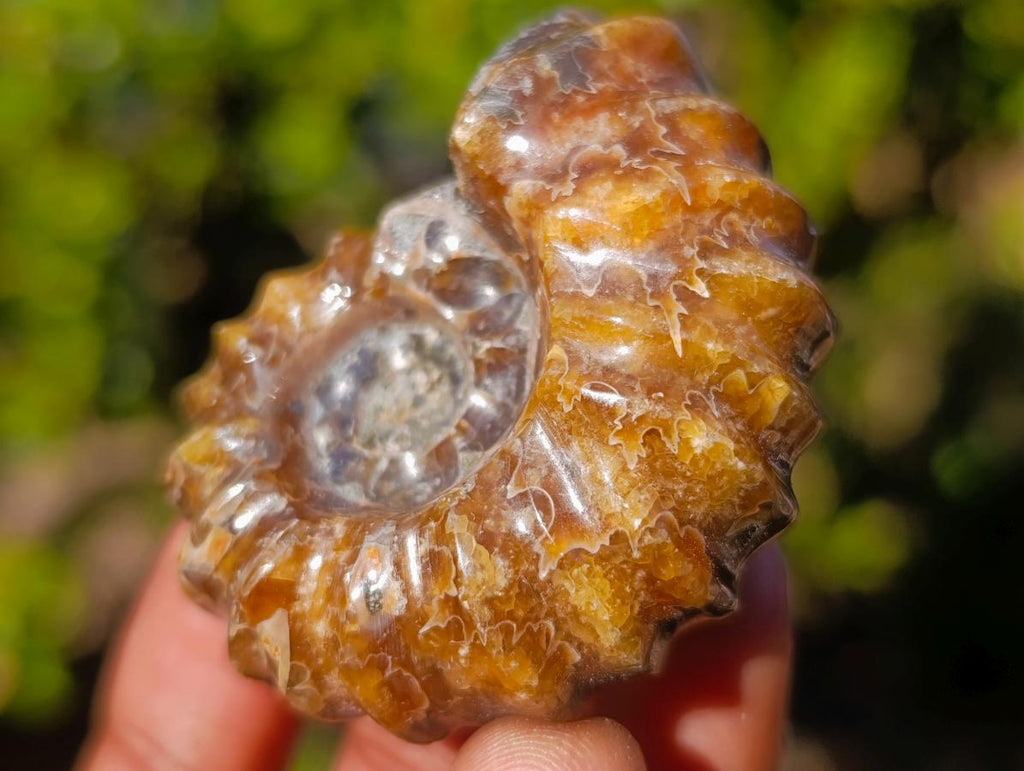 Polished Douvilleiceras Spiney Ammonite Fossils x 12 From Maintirano, Madagascar - Toprock Gemstones and Minerals 