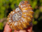 Polished Douvilleiceras Spiney Ammonite Fossils x 12 From Maintirano, Madagascar - Toprock Gemstones and Minerals 