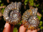 Polished Douvilleiceras Spiney Ammonite Fossils x 12 From Maintirano, Madagascar - Toprock Gemstones and Minerals 