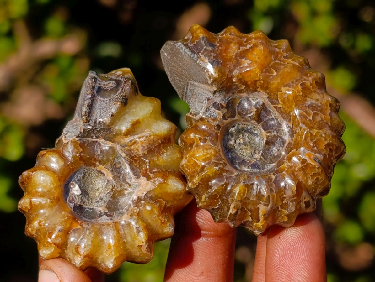 Polished Douvilleiceras Spiney Ammonite Fossils x 12 From Maintirano, Madagascar - Toprock Gemstones and Minerals 