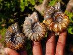 Polished Douvilleiceras Spiney Ammonite Fossils x 12 From Maintirano, Madagascar - Toprock Gemstones and Minerals 