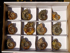 Polished Douvilleiceras Spiney Ammonite Fossils x 12 From Maintirano, Madagascar - Toprock Gemstones and Minerals 