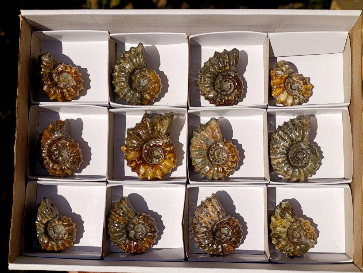 Polished Douvilleiceras Spiney Ammonite Fossils x 12 From Maintirano, Madagascar - Toprock Gemstones and Minerals 
