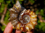 Polished Douvilleiceras Spiney Ammonite Fossils x 12 From Maintirano, Madagascar - Toprock Gemstones and Minerals 