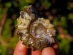 Polished Douvilleiceras Spiney Ammonite Fossils x 12 From Maintirano, Madagascar - Toprock Gemstones and Minerals 