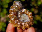 Polished Douvilleiceras Spiney Ammonite Fossils x 12 From Maintirano, Madagascar - Toprock Gemstones and Minerals 