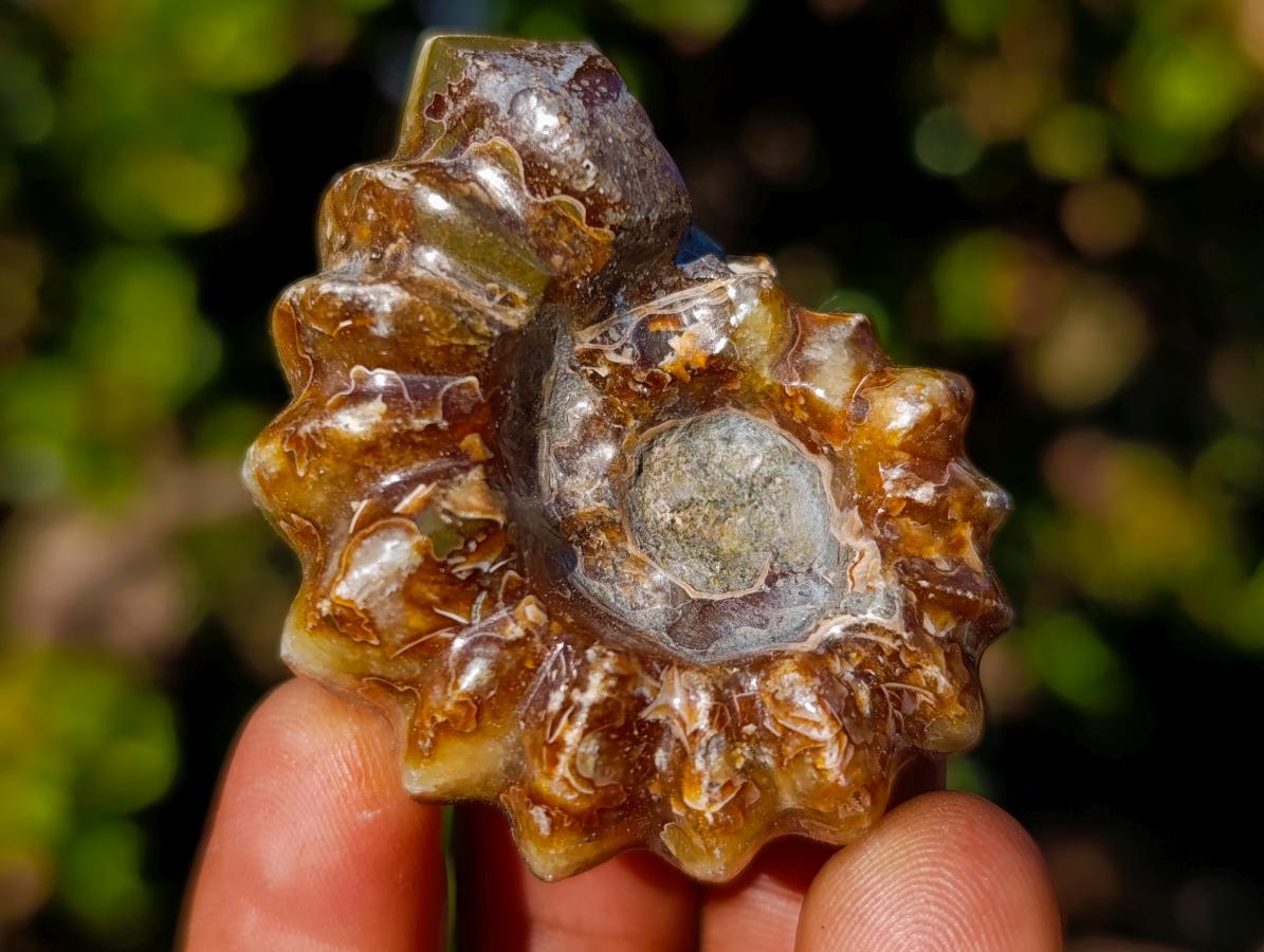 Polished Douvilleiceras Spiney Ammonite Fossils x 12 From Maintirano, Madagascar - Toprock Gemstones and Minerals 
