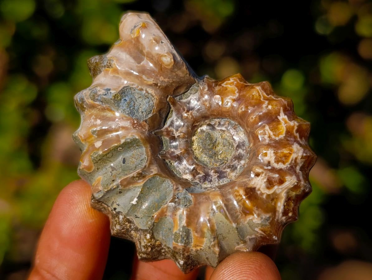 Polished Douvilleiceras Spiney Ammonite Fossils x 12 From Maintirano, Madagascar - Toprock Gemstones and Minerals 
