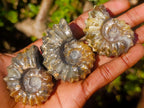Polished Douvilleiceras Spiney Ammonite Fossils x 12 From Maintirano, Madagascar - Toprock Gemstones and Minerals 