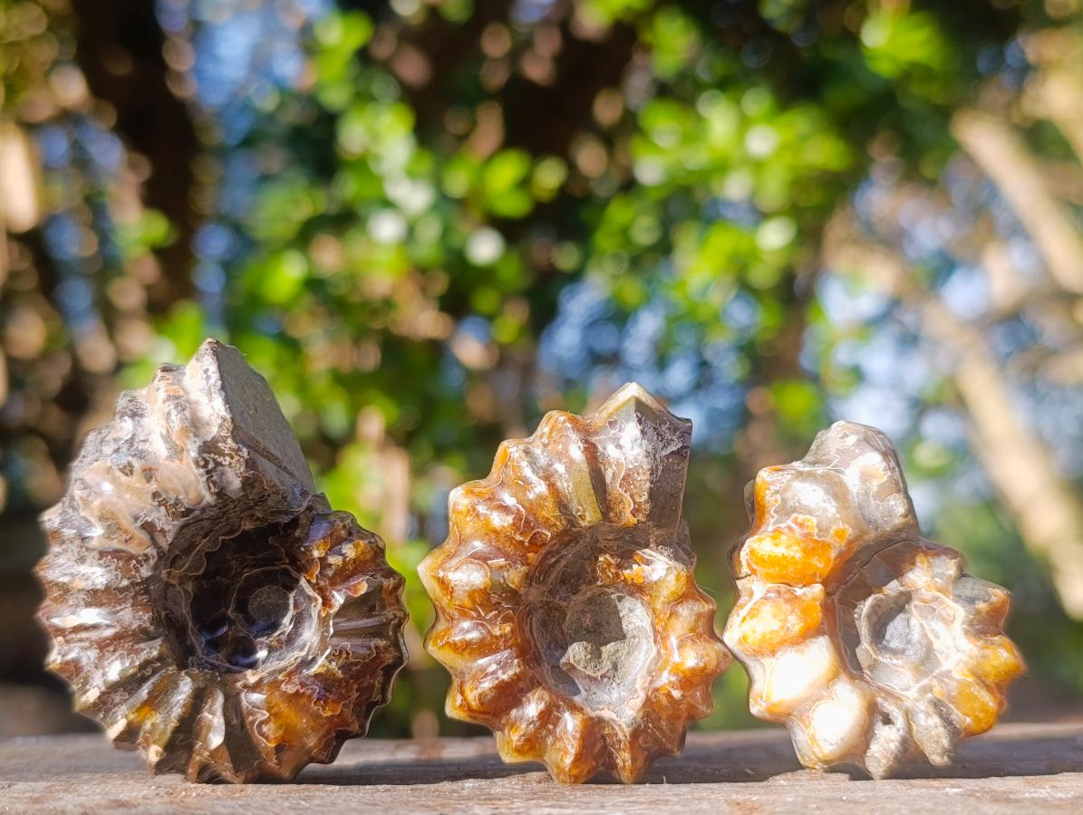Polished Douvilleiceras Spiney Ammonite Fossils x 12 From Maintirano, Madagascar - Toprock Gemstones and Minerals 