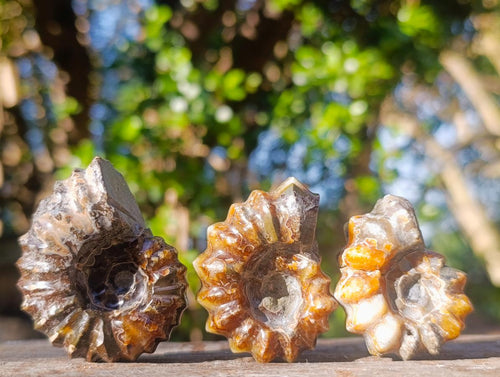 Polished Douvilleiceras Spiney Ammonite Fossils x 12 From Maintirano, Madagascar - Toprock Gemstones and Minerals 