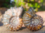 Polished Douvilleiceras Spiney Ammonite Fossils x 12 From Maintirano, Madagascar - Toprock Gemstones and Minerals 