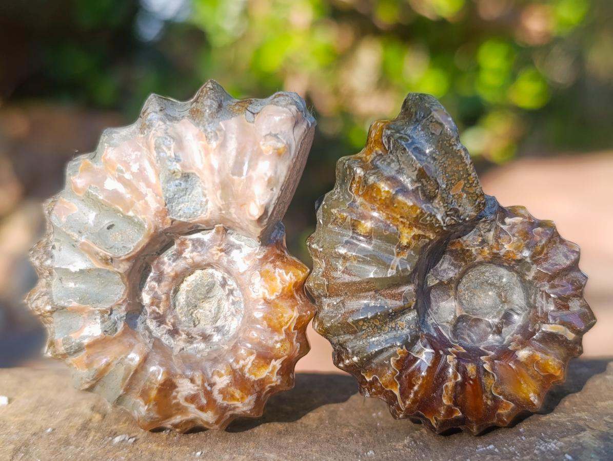 Polished Douvilleiceras Spiney Ammonite Fossils x 12 From Maintirano, Madagascar - Toprock Gemstones and Minerals 