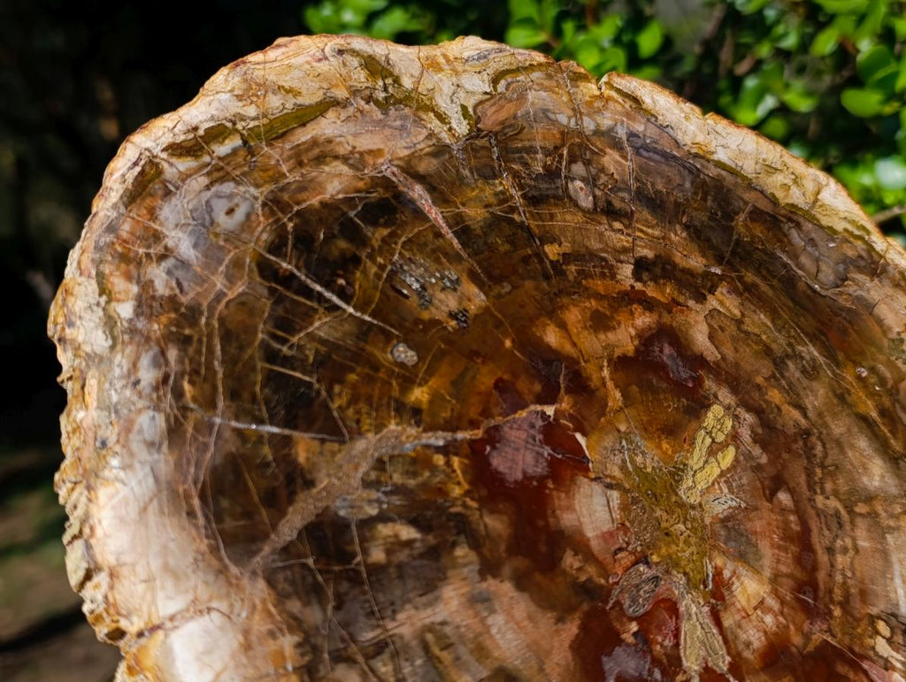 Polished Large Podocarpus Petrified Wood Slice x 1 From Mahajanga, Madagascar - Toprock Gemstones and Minerals 