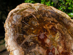 Polished Large Podocarpus Petrified Wood Slice x 1 From Mahajanga, Madagascar - Toprock Gemstones and Minerals 
