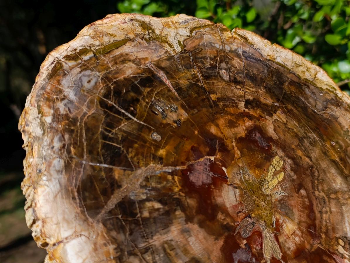 Polished Large Podocarpus Petrified Wood Slice x 1 From Mahajanga, Madagascar - Toprock Gemstones and Minerals 
