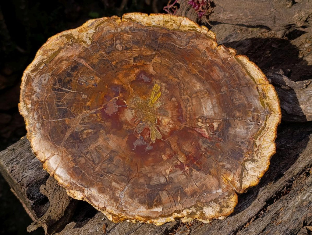 Polished Large Podocarpus Petrified Wood Slice x 1 From Mahajanga, Madagascar - Toprock Gemstones and Minerals 