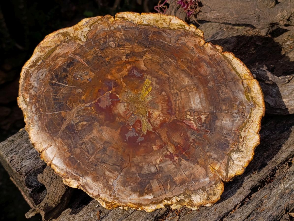 Polished Large Podocarpus Petrified Wood Slice x 1 From Mahajanga, Madagascar - Toprock Gemstones and Minerals 