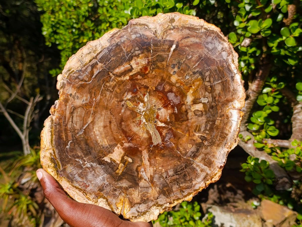 Polished Large Podocarpus Petrified Wood Slice x 1 From Mahajanga, Madagascar - Toprock Gemstones and Minerals 
