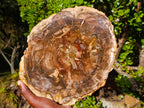 Polished Large Podocarpus Petrified Wood Slice x 1 From Mahajanga, Madagascar - Toprock Gemstones and Minerals 
