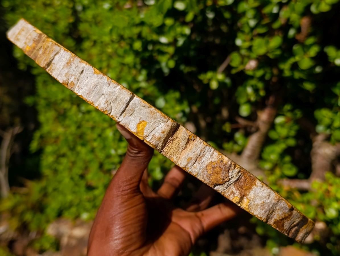 Polished Large Podocarpus Petrified Wood Slice x 1 From Mahajanga, Madagascar - Toprock Gemstones and Minerals 