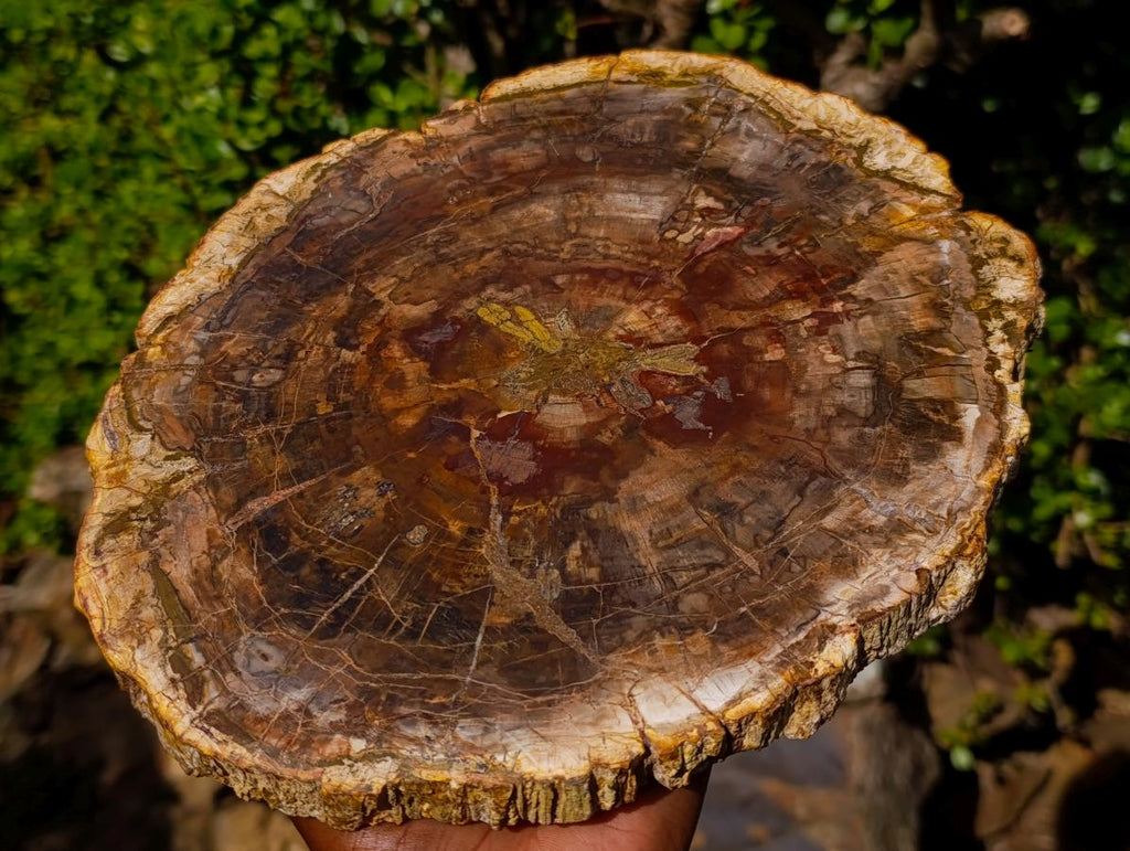 Polished Large Podocarpus Petrified Wood Slice x 1 From Mahajanga, Madagascar - Toprock Gemstones and Minerals 