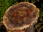 Polished Large Podocarpus Petrified Wood Slice x 1 From Mahajanga, Madagascar - Toprock Gemstones and Minerals 