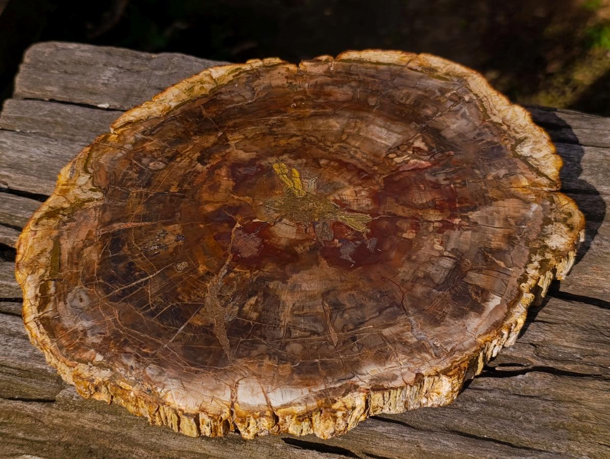 Polished Large Podocarpus Petrified Wood Slice x 1 From Mahajanga, Madagascar - Toprock Gemstones and Minerals 