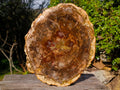 Polished Large Podocarpus Petrified Wood Slice x 1 From Mahajanga, Madagascar - Toprock Gemstones and Minerals 