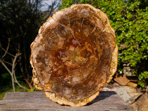 Polished Large Podocarpus Petrified Wood Slice x 1 From Mahajanga, Madagascar - Toprock Gemstones and Minerals 