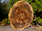 Polished Large Podocarpus Petrified Wood Slice x 1 From Mahajanga, Madagascar - Toprock Gemstones and Minerals 