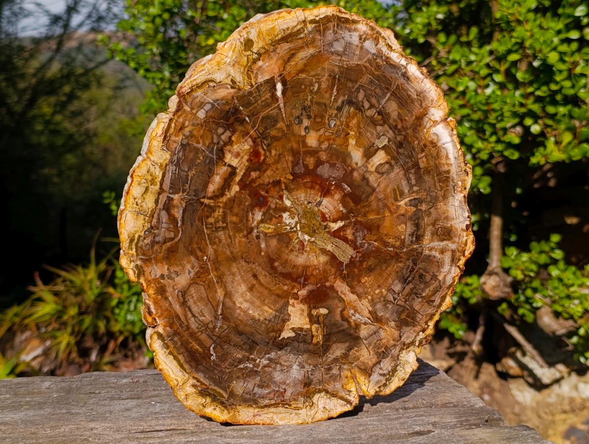 Polished Large Podocarpus Petrified Wood Slice x 1 From Mahajanga, Madagascar - Toprock Gemstones and Minerals 