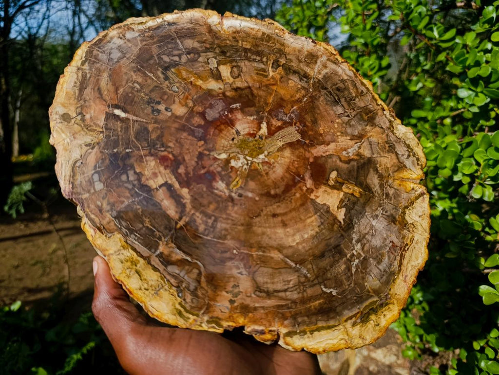 Polished Large Podocarpus Petrified Wood Slice x 1 From Mahajanga, Madagascar - Toprock Gemstones and Minerals 