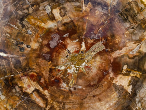 Polished Large Podocarpus Petrified Wood Slice x 1 From Mahajanga, Madagascar - Toprock Gemstones and Minerals 