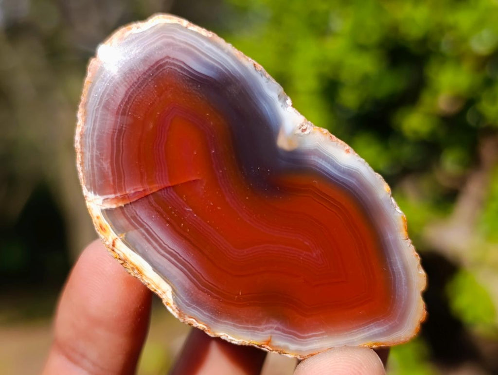 Polished One Side Red Shashe River Agate Nodules x 25 From Shashe River, Zimbabwe - Toprock Gemstones and Minerals 